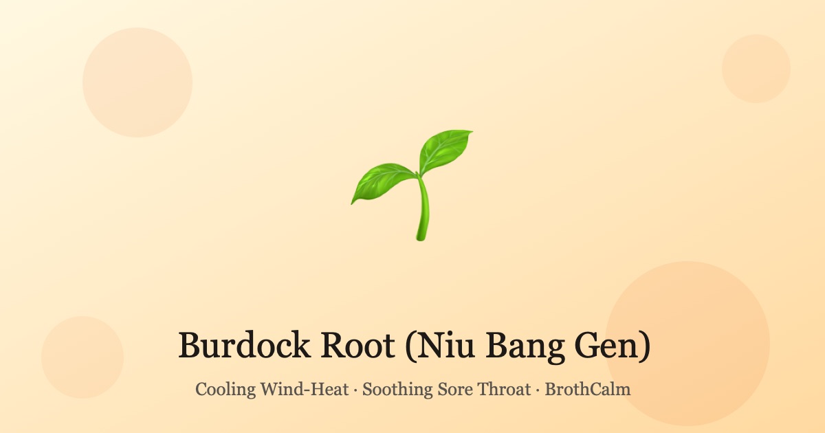 Burdock Root (Niu Bang Gen) — Cooling Support for Wind-Heat