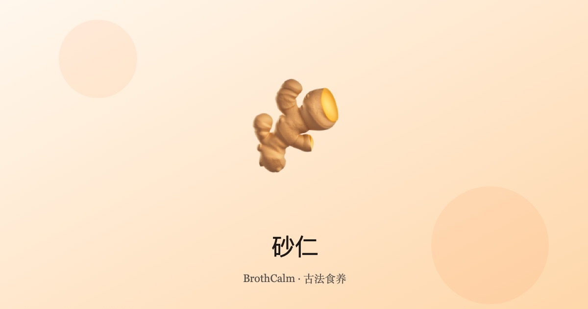 砂仁 — 健脾开胃的芳香香料